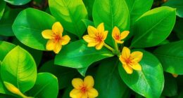 create botanical acrylic painting