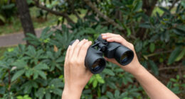 8 Best Binoculars for Birdwatching and Mindful Walks in 2026