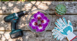Costco’s $25 Floating Orchids Look Better Than A $500 Florist Arrangement